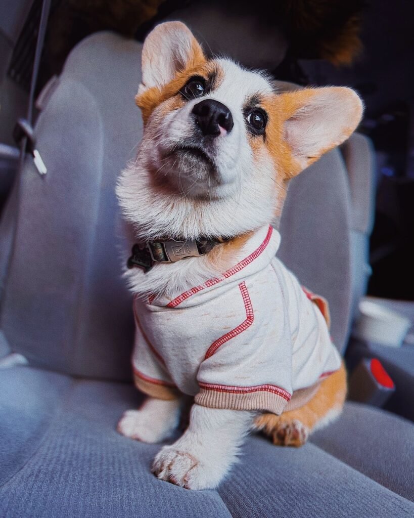 pembroke welsh corgis