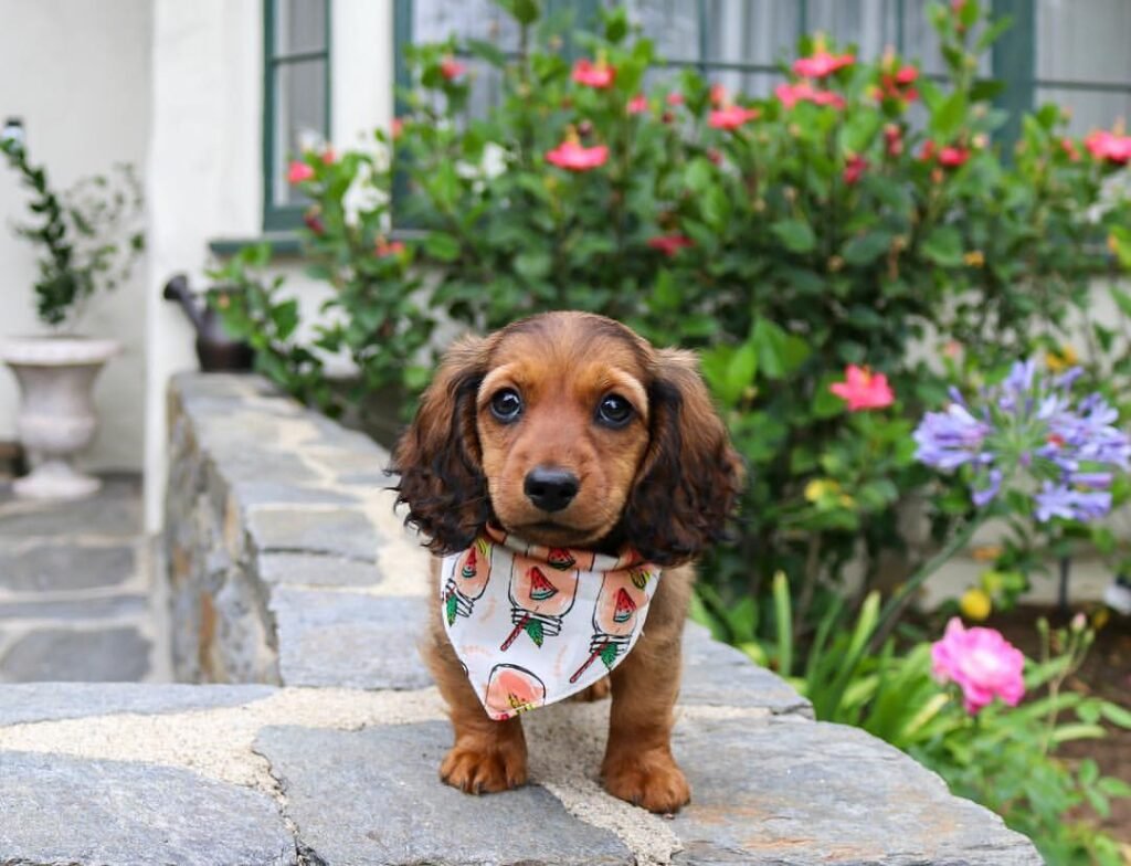 female Dachshund puppy