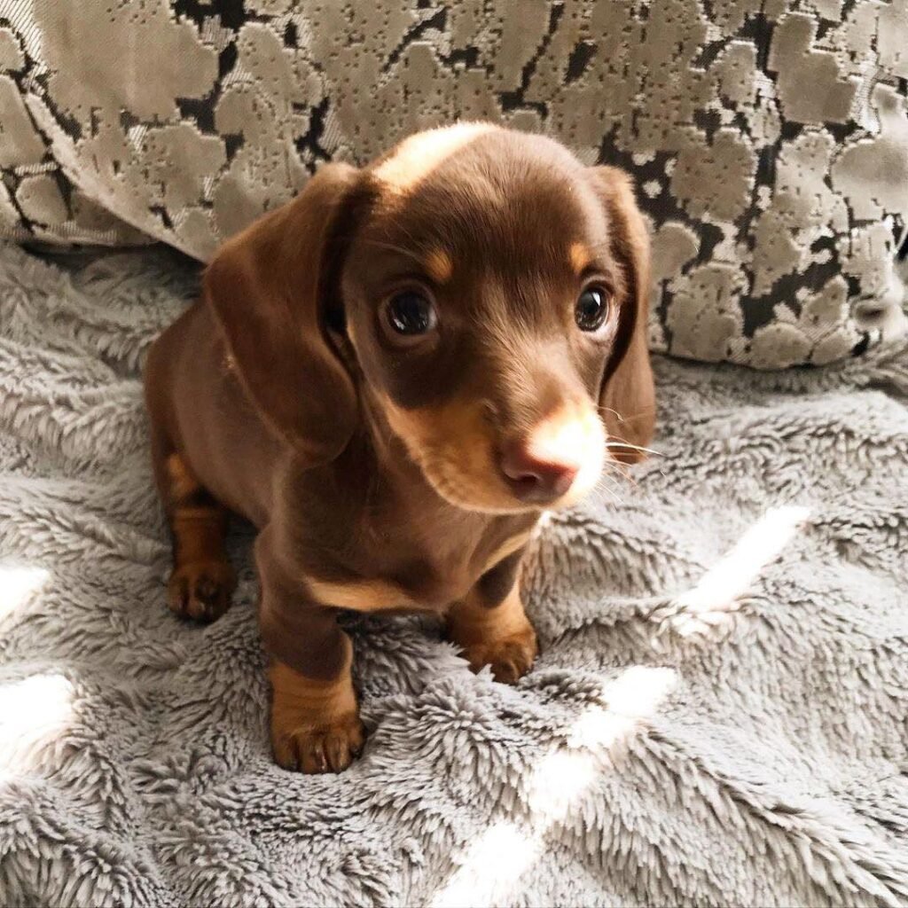 Male Dachshund puppy