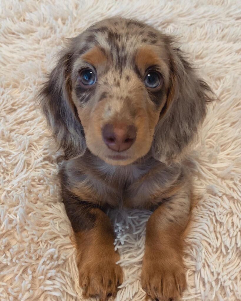 female dachshund puppy