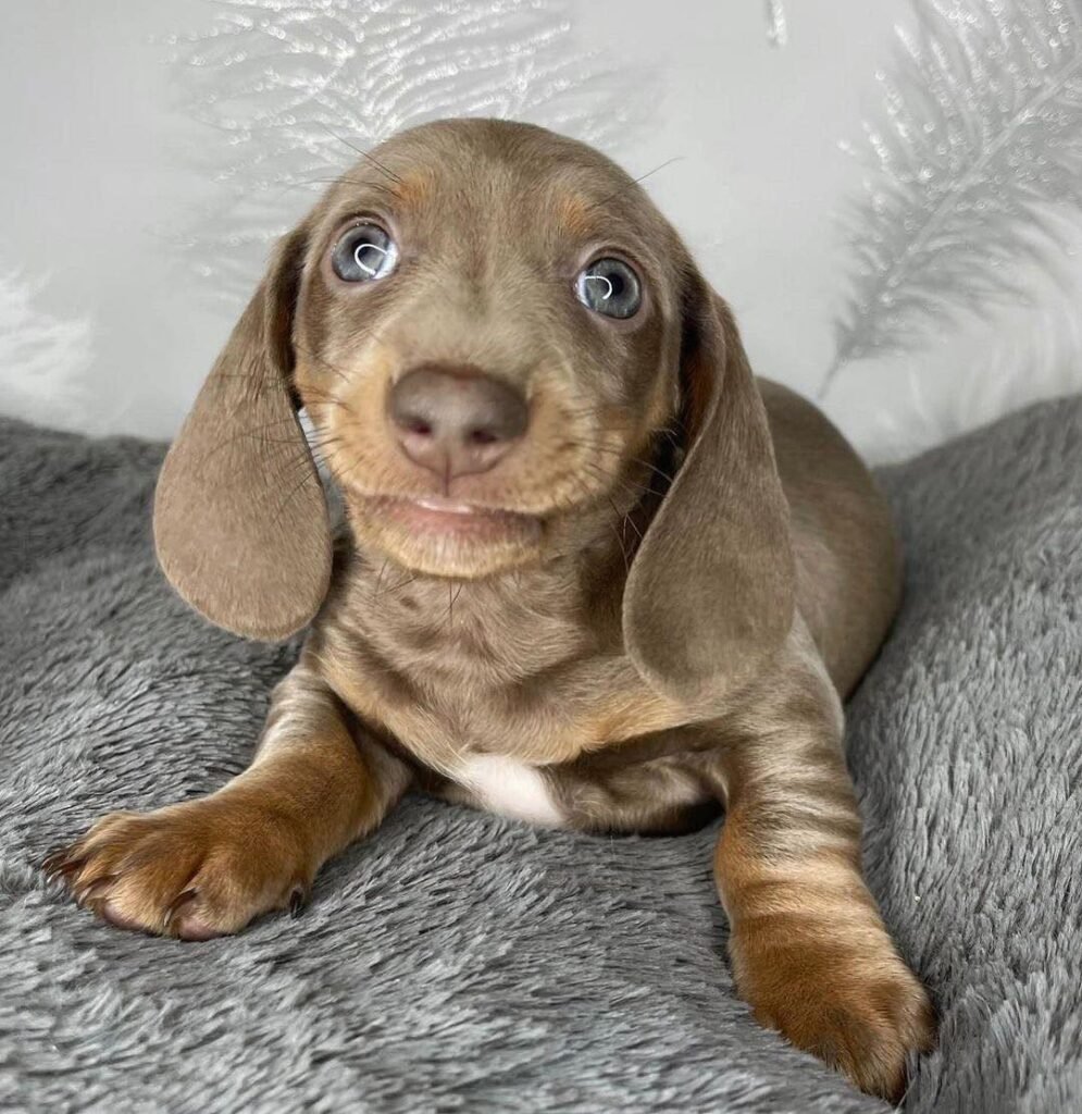 male dachshund puppy