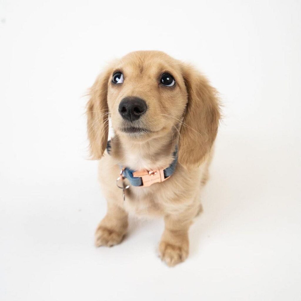 male Dachshund puppy