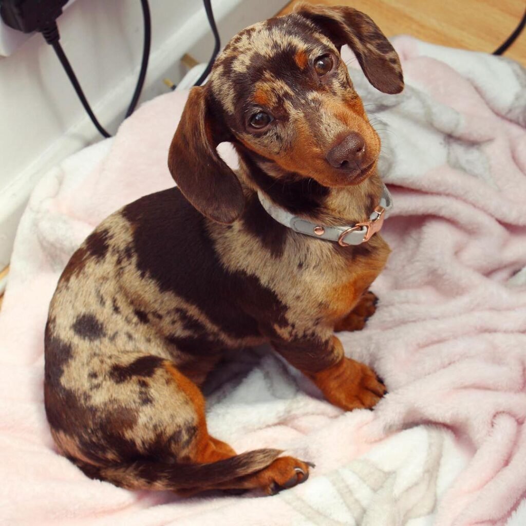 Dachshund female puppy