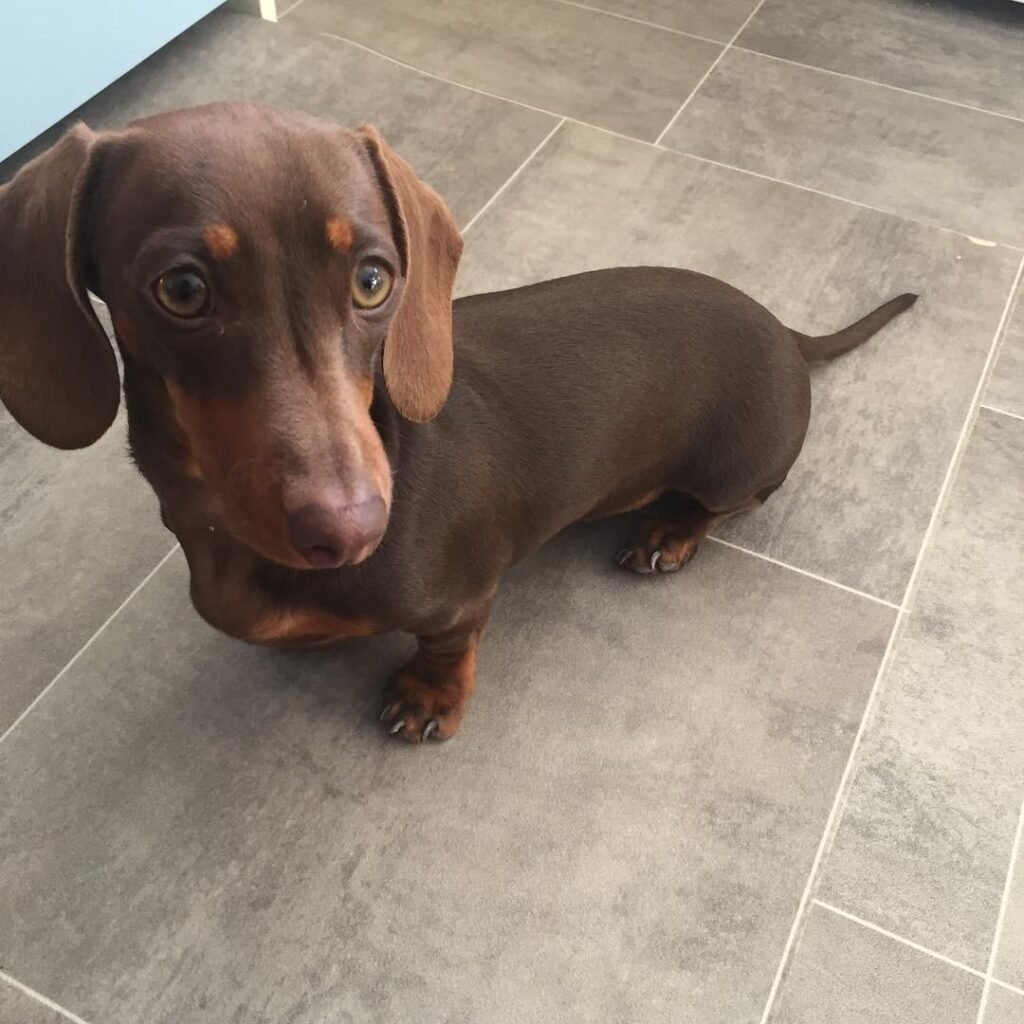 Dachshund male puppy